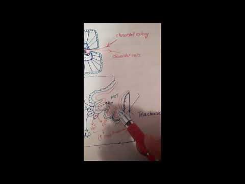 Choroid Plexus Structure and CSF Formation and Its Contents