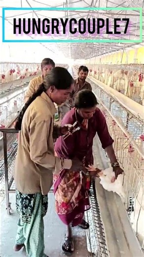 🐔Broiler Parent Farm ka basic setup👉 Parent birds ki care aur management👉