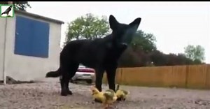 Cele mai bune filme cu animale