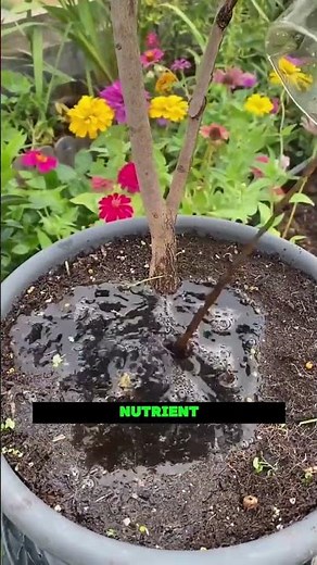 🚨 New Camellia? Do This First Before It's Too Late! 🌿||#gardenhacks #plantgrowth