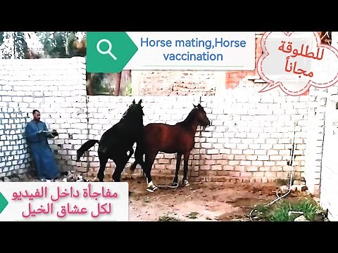 أخطر حصان أثناء التزاوج مع فرس 🤔تشويق وإثارة لم تراها من قبل 🌺🎉 وحصان أسود للتزاوج مجاناً بصعيد مصر