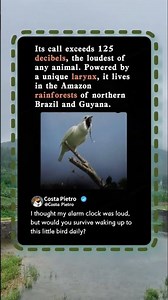 This Tiny Bird Is LOUDER Than A Jet Engine! 🔊 #Nature #Wildlife #Birds
