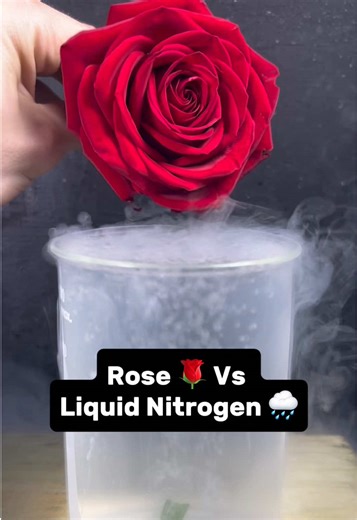 Liquid Nitrogen Experiment: Science Behind the Chill