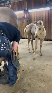 Spring is here which means it’s baby season! Don’t forget to make sure your mamas are trimmed and happy this season! Mustad USA Priefert Platinum Performance Well-Shod.com Equi-Cam CINCH JEANS Resistol #OlsenEquineCJF #horseshoeing #horseshoer #cute #horses | Olsen Equine CJF