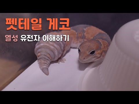 펫테일 게코 열성,우성,헷이 뭘까 ? [열성편](크레스티드게코,레오파드게코,도마뱀)