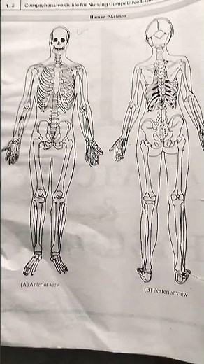 human skeletal diagram