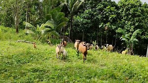 155K views · 5.5K reactions | Goat Farming Libre Lang Ang Pagkain Nila Ang Bilis pa Dumami | Repost Music by @iksonmusic | Farming Business Atbp | Facebook