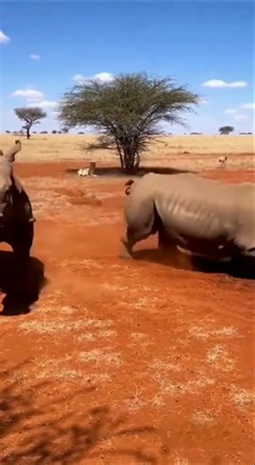 Insane Animal Power: Rhino vs Rhino #Shorts