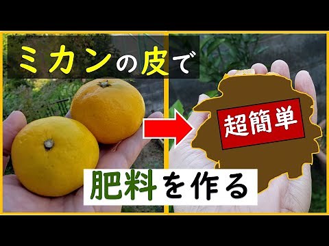 果樹栽培：みかんの皮で肥料を作ってみました