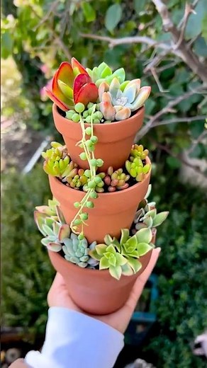 DIY Succulent Arrangement: Amazing Ideas for Your Home Garden Plants | 다육이 | 多肉植物