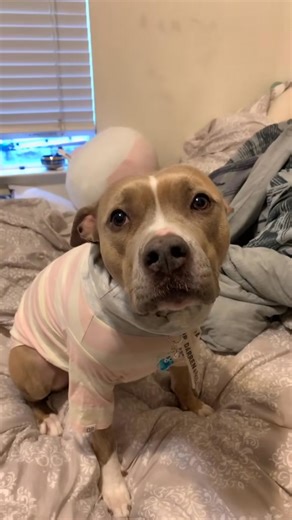 Morning routine from when Indie was still an only child 😆❤️ #fblifestyle | Indie.pittie