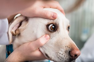 Augenprobleme beim Hund - erkennen und behandeln