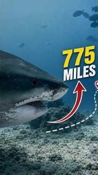 Giant Sharks Have a 775-Mile Secret 🦈 #shark #ocean #secret #sharkfacts