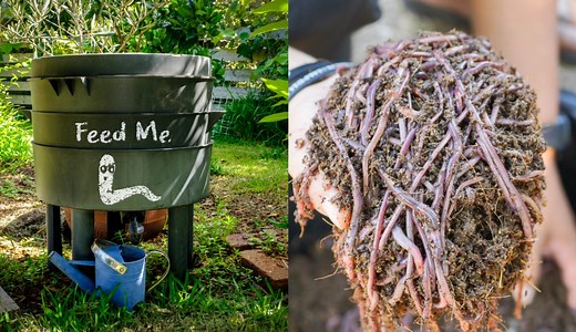 Vermicomposting – How To Start Your Own Worm Bin