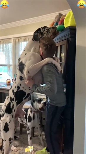 Funny great dane moments 🤣#funny #lol #omg #fyp #dog