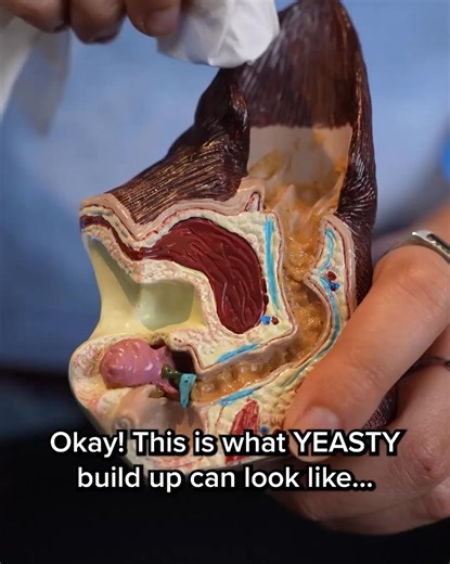 If your dog has itchy, yeasty or smelly ears and you just don't know how to help... Discover below how thousands of owners are targeting these frustrating issues!  | PetLab Co. | Facebook