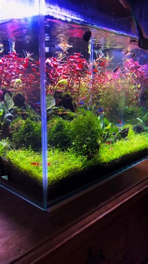 1.9K views · 42 reactions | Weekly Upkeep!! #aquariumhobby #plantedtank #plants #aquarium #aquariumlife | Trip Aquarium | Facebook