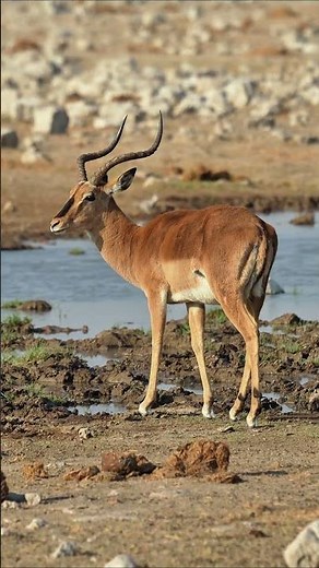 Impala at Etosha National Park in Namibia.