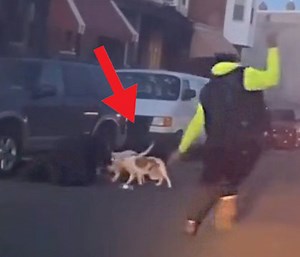 He The Real MVP: Dude Tried To Save A Man From A Vicious Dog Attack In Philly And This Is How It Ended!
