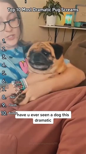 Pug Dog on Instagram: "Top 10 Most DRAMATIC Pug ScreamsEver! (Number 7 Broke Me) Credit cutepetmoments99 #pug #puglove #pugsofinstagram #pugs #puglife #puglover #pugpuppy #pugnation #pugstagram #pugsnotdrugs #pugoftheday #pugworld #puglovers #pugslife #pugmania #pugclub #pugbasement #pugpuppies #pugloversclub#pugglesofinstagram #pugofinstagram #pugmodel #pugsoninstagram #pugsandkisses #pugdog #pugdog_of_lovers"