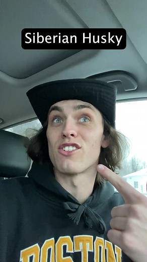 If dog breeds were people part 9 #dogs #dogbreeds | Rhodesian Ridgeback