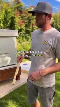 How to Stop Hive Robbing Before It Wipes Out Your Colony