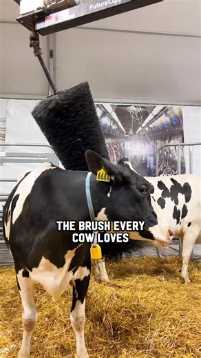 Who knew a cow’s best friend was a brush? 🐄 A little grooming and self-care = happy cows and healthy herds. #NewYorkDairy #DairyFarmLife #FarmFresh #AnimalCare #CowCare | New York Dairy