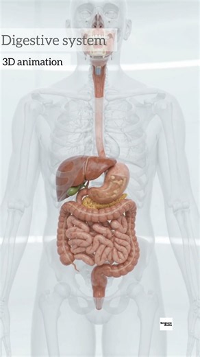 3d animation of digestive system 🫄🥼