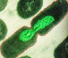 La reproducción en bacterias, protistas y hongos