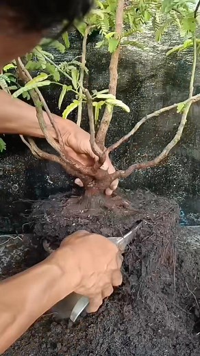 Don't do this to tamarind, friends, just let me try it 😁🙏 #tamarindus #bonsaitree | Karimun Java
