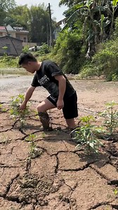 1.1M views · 6.6K reactions | The catfish bar in the pond breeding lobster is particularly large and many | Readale Howell | Facebook