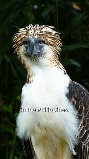 970K views · 44K reactions | Protect Philippine Eagles RAAHH  #philippines #filipino #nature #history #animals | Jonas Tayaban | Facebook