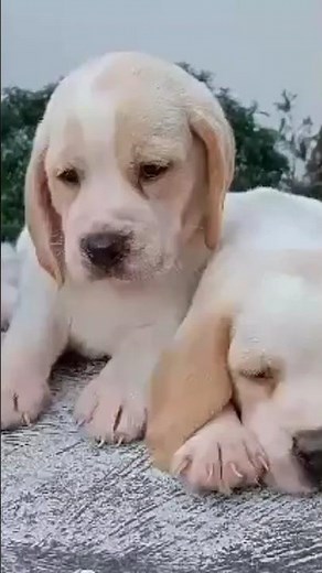 cute Lemon Beagle Puppies💌💌💌 for reservation