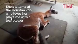 364K views · 5.1K reactions | This adorable llama loves her play time with a leaf blower. | TIME | Facebook