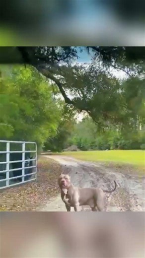 This American Bully Waits Every Day for This One Special Moment 🐶❤️