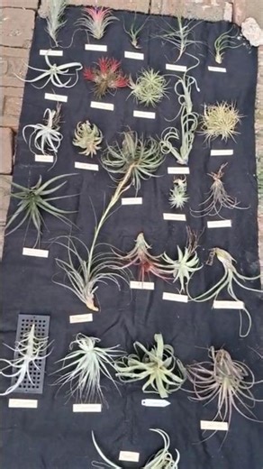 Rare Imported Air Plants with 25 Varieties available for Sale.WhatsApp:8101454816 ‪@ShreesOrchids‬