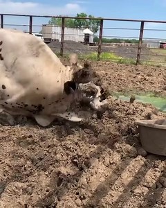 new lewk for smooth operator 🐂 (via IG⧸chadbergerbuckingbulls) #pbr #pbrbull #fyp #bullriding #promplaylist_6819348641740786949 | Bull Station