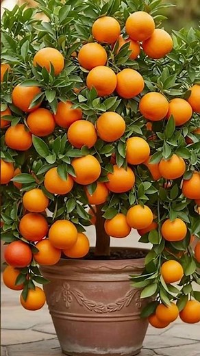🌱 row Orange Trees FAST! Best Cutting Propagation Method (Step-By-Step)