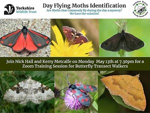 Day Flying Moths Identification for Transect Walkers