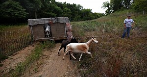 Goats gobble up unwanted buckthorn