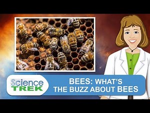 Bees: What's the Buzz About Bees | Science Trek