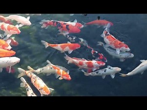 How to Strengthen Your Koi Fishs Immune System