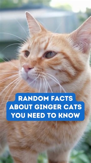 Random Facts About Ginger Cats You Need To Know PT 1 #cattraining #catowner #funnycatvideos #catfacts #cutekittens #catsofinstagram #tabbycat #gingercat #bengalcats #catmeme #catmemes #kittycat #trendingvideos #trendingreels #catreels | PawsPlace The Daily Meowww
