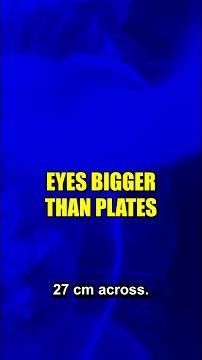 Giant Squid Eyes Size of Dinner Plates—Why the Abyss Needs Them