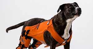 A Smart Harness for Dogs With Hip Dysplasia