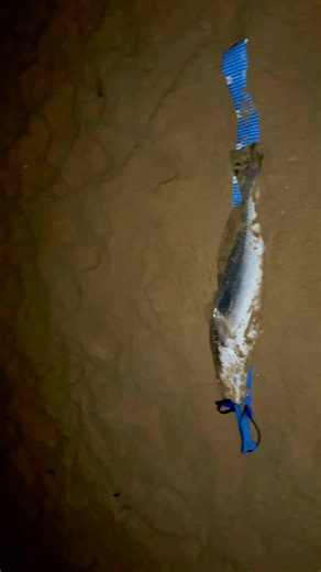 28 reactions · 56 shares | SPRING into FISHING on a Guided Night Fishing Experience. Learn how to target the Mighty Mulloway, what equipment to use, best baits, best rigs, top techniques and more. Dm to book an amazing Night Sky Guided Fishing Experience  #visitwollongong #visitshellharbour #shoalhavenheads #gerringong #kiama | Fishing With A Local | Facebook