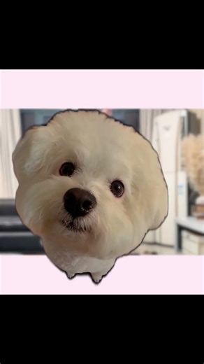 This dog's reaction to indoor baseball is hilarious 😅 #funny #pets #shorts #transition #challenge