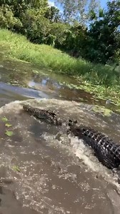84K views · 1.3K reactions | Our big wild croc going nuts #crocs #wild #australia | Wild Movies | Facebook