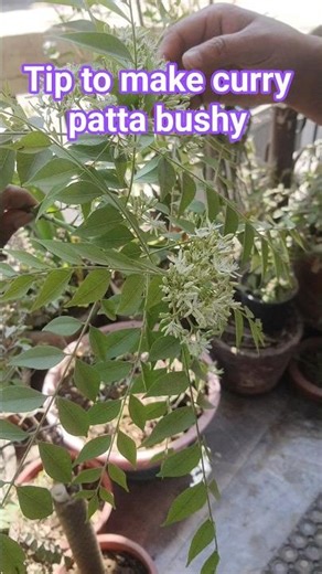 remove flowers 2 make curry patta bushy #currypatta #karipatta #neem #tips #plantcare #ytshorts