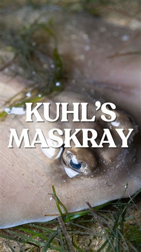 The Blue-spotted Stingray, also known as the Kuhl’s Maskray is sometimes found on our intertidal walks here in Singapore! Very very faint blue spots and a long slender white/black barred tail make it hard to spot! Usually found partially buried in sand, it uses this camouflage to ambush prey like shrimp, worms, and other small critters. Though generally peaceful, it does carry a venomous spine on its tail—used only in defense. | The Untamed Paths